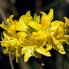 Best Flower Seeds for Home Gardens: Top 12 Varieties for Year Round Color and Beauty