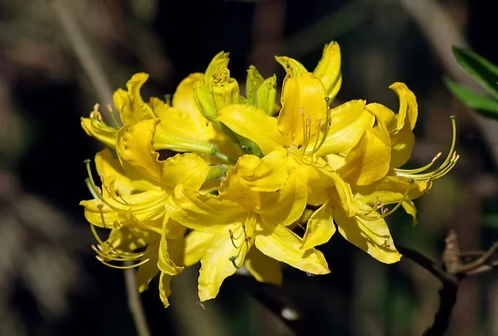 Best Flower Seeds for Home Gardens: Top 12 Varieties for Year Round Color and Beauty