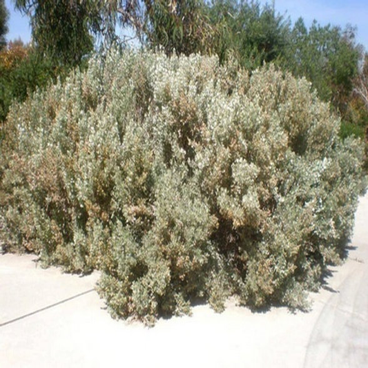 Atriplex Nummularia , Old Man Saltbush - 15 Seeds Pack