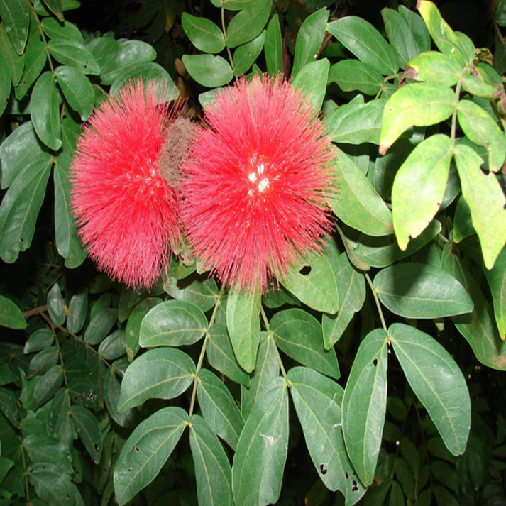 Calliandra Calothyrsus , Red Calliandra - 100 Seeds Pack