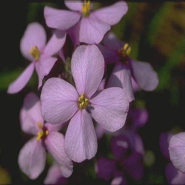 Diplotaxis Acris , Desert Rocket - 50 Seeds Pack