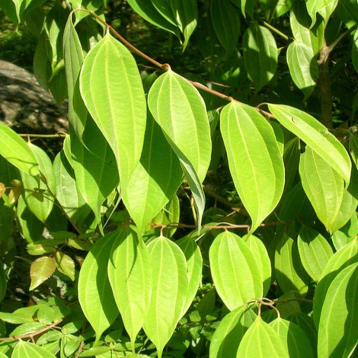 Cinnamomum Tamala , Indian Bay Leaf - 15 Seeds Pack