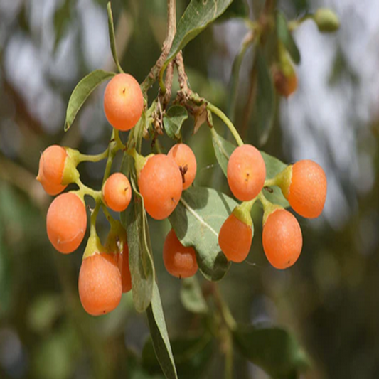Cordia Sinensis, Bird Lime Tree - 5 Seeds Pack
