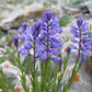 10 Polygala hybrida Seeds