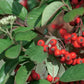 10 Arctostaphylos uva ursi Seeds, Bearberry Seeds
