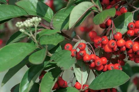 10 Arctostaphylos uva ursi Seeds, Bearberry Seeds